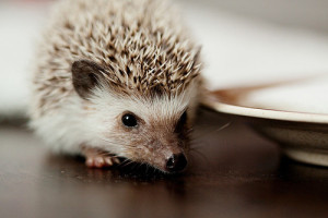 igel